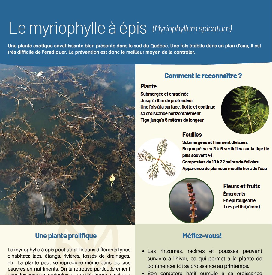 Icône fiche myriophylle